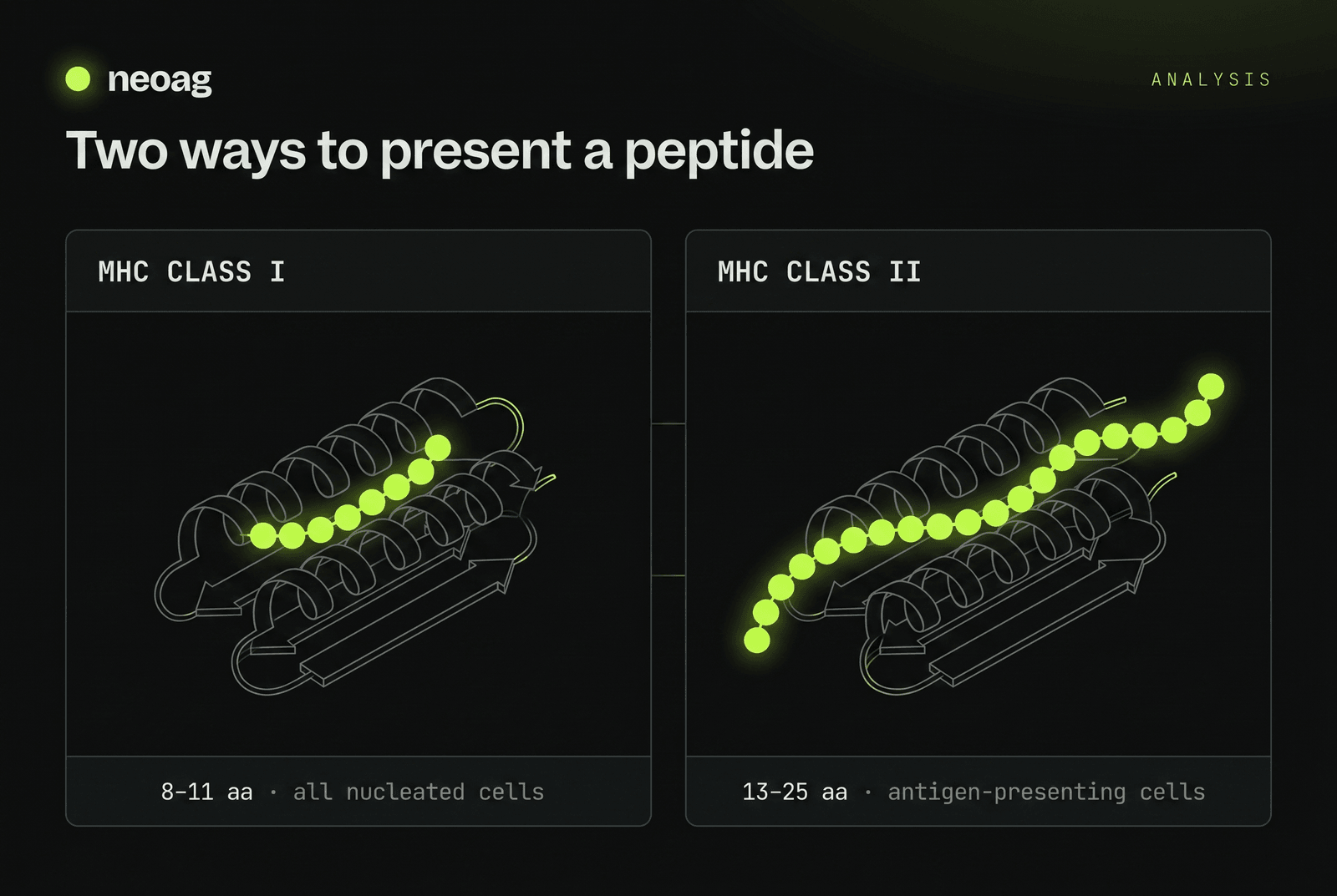 Comparison schematic: MHC Class I has a closed binding groove holding a short 8–11 amino-acid peptide and is expressed on all nucleated cells; MHC Class II has an open-ended groove holding a longer 13–25 amino-acid peptide and is expressed on antigen-presenting cells.